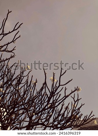 a photography of a bird sitting on a tree branch with a sky background.