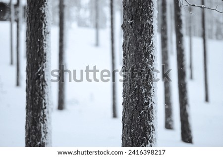 Winter scenes with bokeh in the municipality of Kuusamo, Lapland, Finland