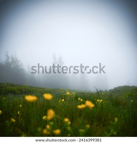 Misty spring nature in mountains. Ecological photo, dark fresh mood, edit space, blue misty sky