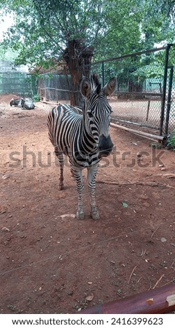 Zebras are one of the families of horses that have black and white stripes that are meant to outwit predators