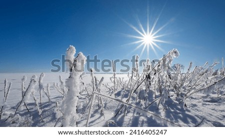 Winter landscape with plants covered in snow, under sunshine and blue sky