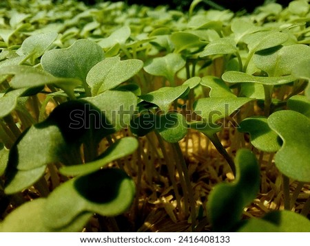 vegetable, plant, nature, natural, seedings, tree, garden, young tree, weed, food,agriculture, park, leaf, Thailand,picture, Asian, background 