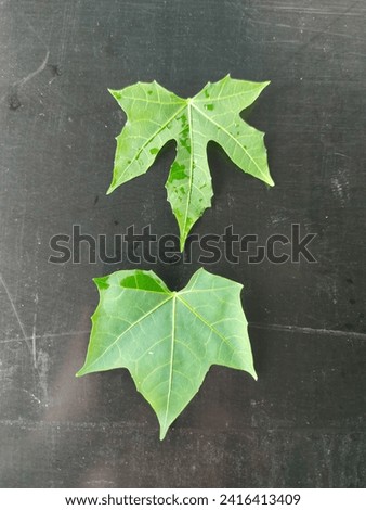  plant, nature, natural, seedings, tree, garden, young tree, weed, food,agriculture, park, leaf, Thailand,picture, Asian, background 