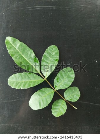  plant, nature, natural, seedings, tree, garden, young tree, weed, food,agriculture, park, leaf, Thailand,picture, Asian, background 