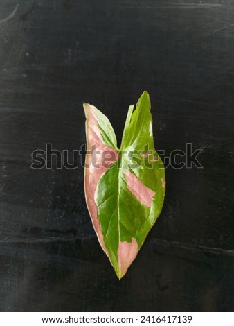 plant, nature, natural, seedings, tree, garden, young tree, weed,agriculture, park, leaf, Thailand,picture, Asian, background, leaves 