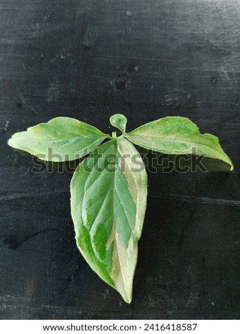 plant, nature, natural, seedings, tree, garden, young tree, weed,agriculture, park, leaf, Thailand,picture, Asian, background, leaves 
