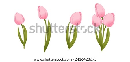 Tulips.Collection of pink tulips,tulip bouquet.Vector illustration isolated on a white background. Royalty-Free Stock Photo #2416423675