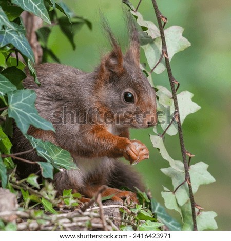 A common squirrel perched on a tree trunk surrounded by lush green ivy