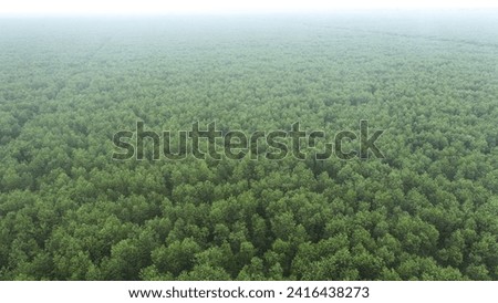 A Landscape picture of eucalyptus Forest  shot using a drone, green healthy forest sustainability 