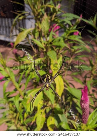 ‘Argiope Anasuja’ spider .     “Be like a spider: patient, resilient, and a master of deceptive beauty”.