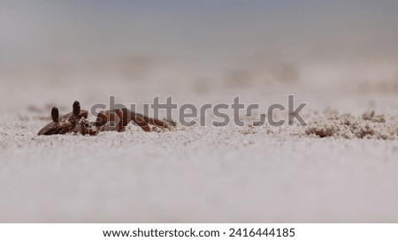 Close-up of ghost crabs on the beach, at ground level, with shallow depth focus Royalty-Free Stock Photo #2416444185