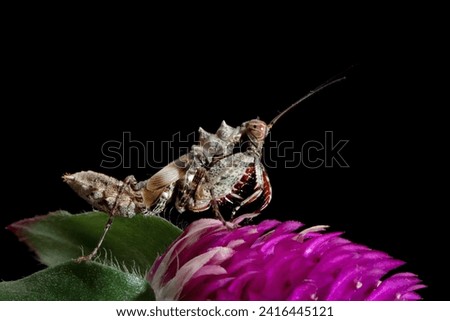 Boxer mantis on flower, Boxer mantis on isolated background