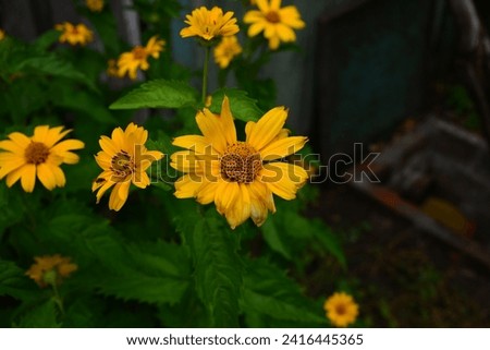 Bright yellow flowers Heliopsis helianthoides in the garden.