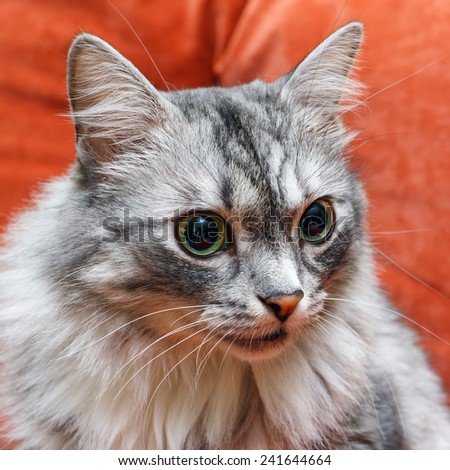 portrait of a norwegian cat