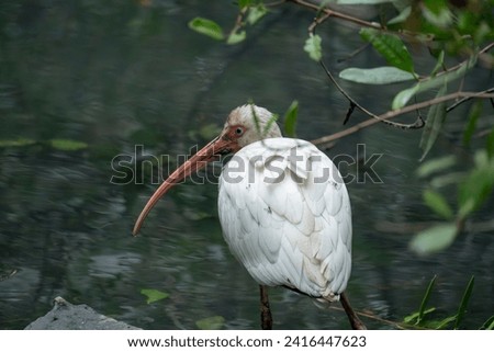 A white corocoro searching for food in a swampy lagoon