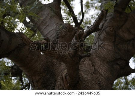 Ash, Narrow-leaved ash (Fraxinus angustifolia) 