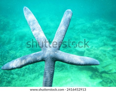Blue Starfish Floating in Clear Tropical Waters, at Karimun Jawa, Indonesia