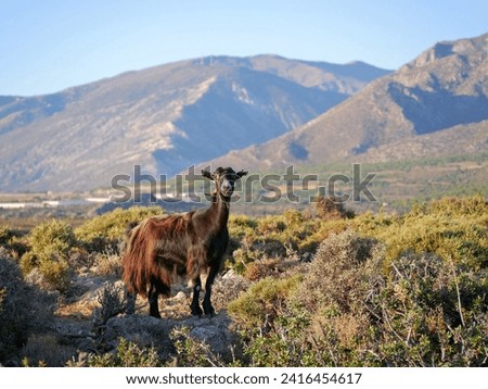 A goat on a mountain at the background of the sea landscape on the island of Crete