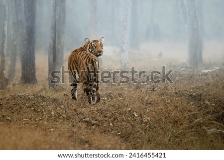 Indian wildlife: Bengal tiger, Panthera tigris, in the mist among the trees, walking away, turning his head and staring at the camera. A tigress in her natural habitat. Nagarahole, Karnataka, India