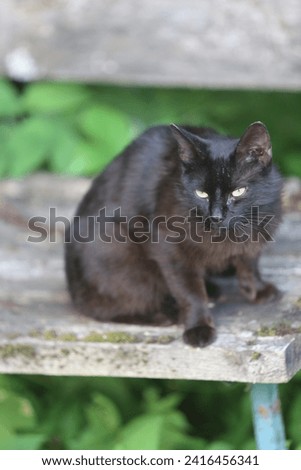 black cat, beloved, cat, grass, green, look, eyes, mysticism, ears, beauty, flexibility, protection, eye, mustache, cats, cats, paws, claws, wool, gray, protection, eye, mustache, cats, cats, paws, cl