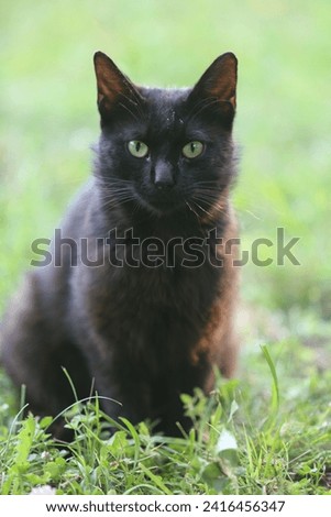 black cat, beloved, cat, grass, green, look, eyes, mysticism, ears, beauty, flexibility, protection, eye, mustache, cats, cats, paws, claws, wool, gray, protection, eye, mustache, cats, cats, paws, cl