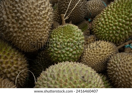 Ripe durian fruit tied up for sale. There are many benefits of this fruit, one of which prevents cancerous abnormal cell changes.