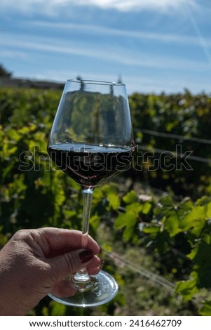 Tasting of red Bordeaux wine, Merlot or Cabernet Sauvignon red wine grapes on cru class vineyards in Pomerol, Saint-Emilion wine making region, France, Bordeaux Royalty-Free Stock Photo #2416462709