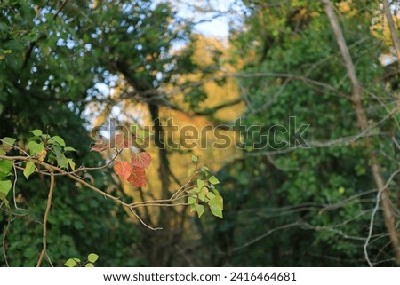 Winter foliage: Close up of a single branch of red and green leaves in woodland. Selective focus.