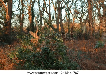 A fallen tree and foliage in dense woodland with warm colours cast from winter sunlight. Selective focus.