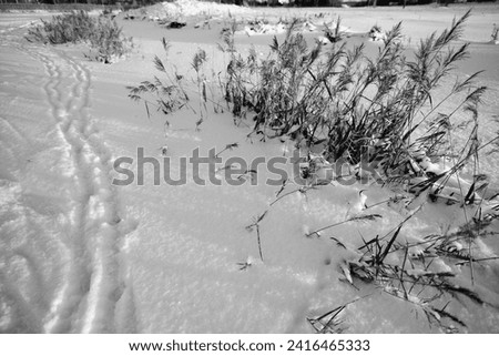 Dry grass in the snow in winter. Black and white photo.