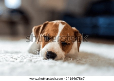 A Jack Russel Terrier puppy sleeps on white carpet. Dog and pet photography