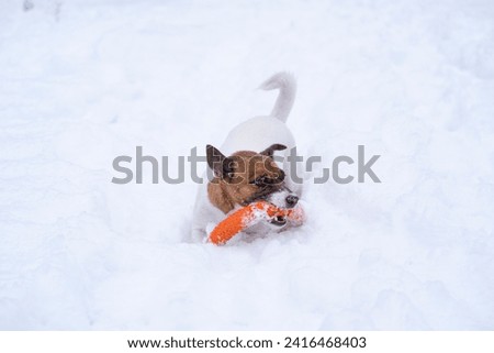 Jack Russell terrier is playing in the snow. Winter dog games.