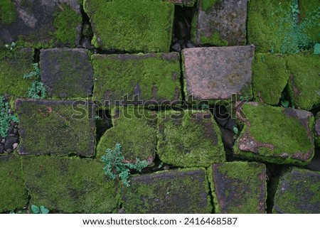 defect brick floor with moss