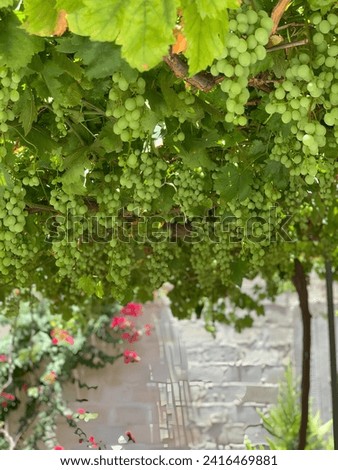 A grape tree extending over a large area. A picture of grapes in nature Royalty-Free Stock Photo #2416469881