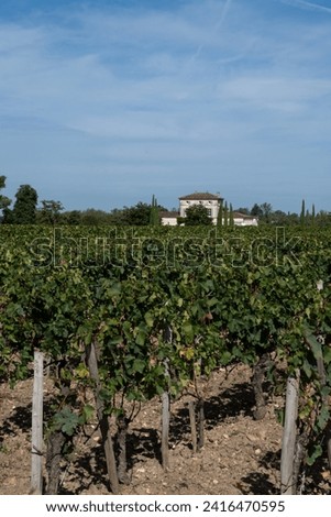 Harvest of grapes in Pomerol village, production of red Bordeaux wine, Merlot or Cabernet Sauvignon grapes on cru class vineyards in Pomerol, Saint-Emilion wine making region, France, Bordeaux Royalty-Free Stock Photo #2416470595