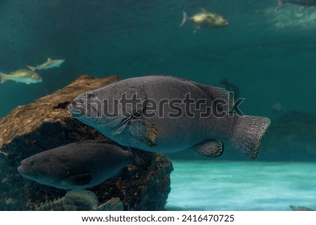 Giant grouper. a large saltwater fish of the grouper family found in the eastern as well as western Atlantic ocean. Giant grouper fish swimming in blue aquatic ambiance. Royalty-Free Stock Photo #2416470725
