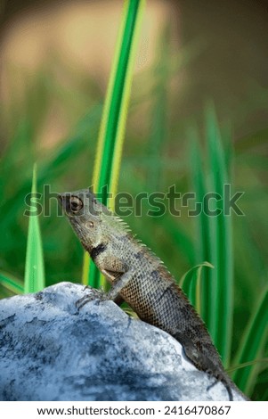 a lizard looking for his meal