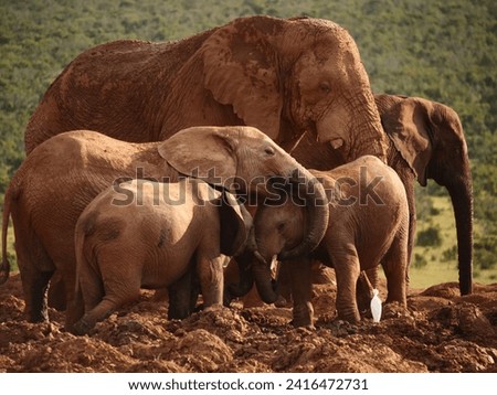 A cute picture of an african elephant's herd with a huge african matriach watching on calfs playing in the mud in front of a white bird