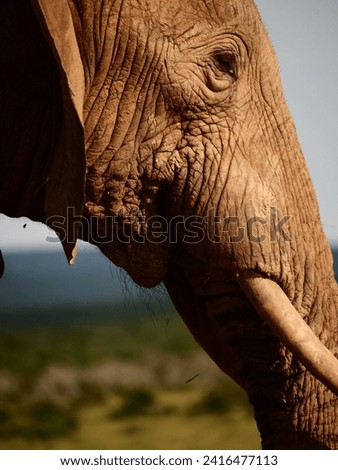 A close-up picture of a muddy african elephant head
