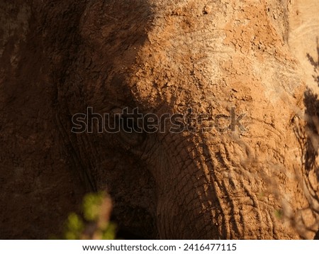 A close-up picture of a muddy african elephant head