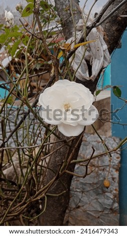 Picture of white rose in the lawn of house with random background.