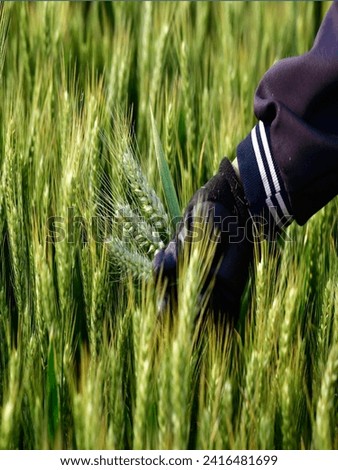 Beautiful morning wheat over the corn field.. Wheat picture, Farmer field 