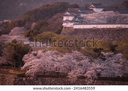 
Himeji castle is one of the most famous place in Hyogo, Kansai. 
During March - April, It is good place to enjoy cheery blossom blooming. 