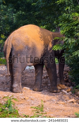 selective focus picture of an elephant eating leaves 