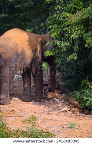 selective focus picture of an elephant eating leaves 