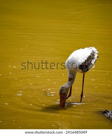 selective focus picture a white crane hunting in the pond