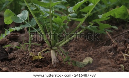 This picture is of the front view of radish vegetable