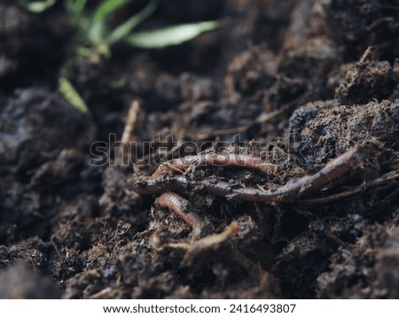 Earthworms in fermented cow dung are put on plants Royalty-Free Stock Photo #2416493807