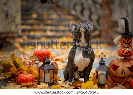 A gray French Bulldog stands against a background of Halloween decorations with orange pumpkins, a lantern and a skull in yellow maple leaves.