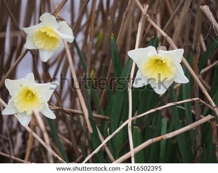 white and yellow daffodil flowers outside in cloudy spring